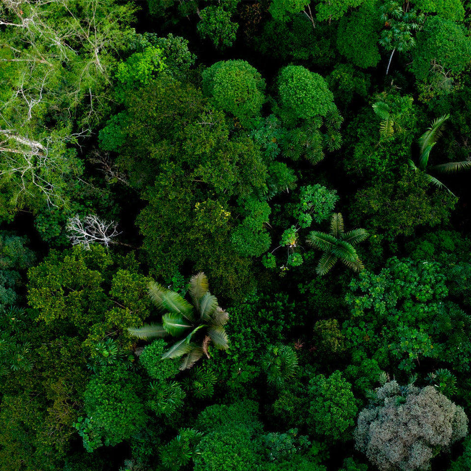 In Our Store, Every Order Helps Remove Carbon from the Planet